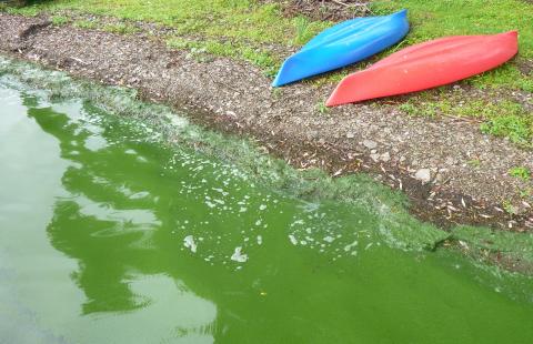 Cyanobacterial bloom in a lake with kayaks on the shore